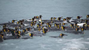 King Penguins in the surf at St Andrews Bay